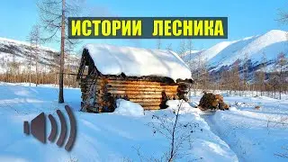 ИСТОРИИ из ЖИЗНИ ЛЕСНИКА НА НОЧЬ СУДЬБА ЖИЗНЬ МЕДВЕДИ ВОЛКИ в ЛЕСУ СЕРИАЛ ВСЕ СЕРИИ