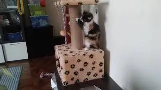 игра с моей домашней кошкой