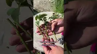 Как черенковать розы