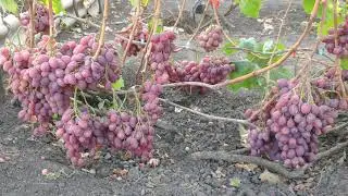 Виноград Рубиновый юбилей . Октябрь 2020г.