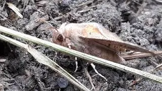 Мотылёк замёрз.