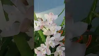 Цимбидиум первое цветение