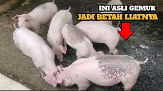 [REVIEW] Babi Gemuk dan Gemoy Beneran Kasi BB2 dan Premik??