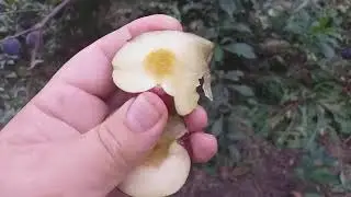Золото!!! Черное Золото!!! Слива Блек Голд (Plum Black Gold). Дегустация. Коммерческие возможности.
