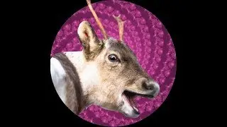 Superdeluxe Were-Reindeer Hypnosis