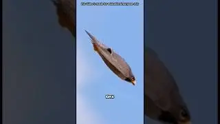 Halcón peregrino, el ave más rápida del mundo