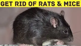 How to Get Rid of Mice & Rats & Without Kill | Mice Killing Trap