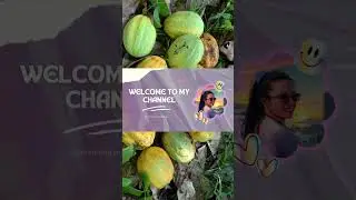 Ang cacao namin na puno ng bunga | CM Vlogs