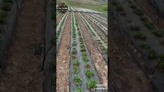 26 апреля🍓✅ #клубника #рассадаклубники #чебоксары #ягодычувашии