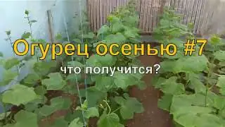 Огурец осенью #7   06.11.2017