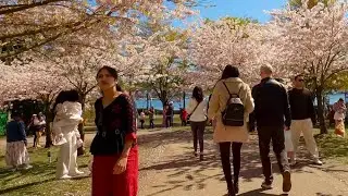 Ride 314  - Vancouver's cherry blossom highlights