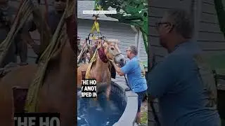 Florida firefighters rescue a horse that was stuck in a swimming pool 