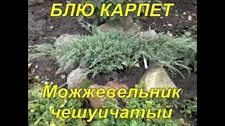 Juniperus squamata Blue Carpet