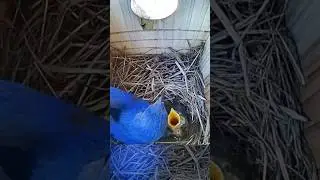 A little snack from Daddy 🥰🐦🐥  #bluebirds #birds #birdbox #birdslover #animallover #floridabirds