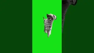 Fashion Cat Walk Meme #shorts #greenscreen #catmeme