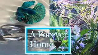 Buying & Acclimating a New Betta Fish | Halfmoon Plakat | 1 Week Update