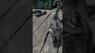 блиндажный кот из ВДВ