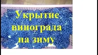 Виноград Осень Укрытие на зиму в Сибири Урожай  Просто  доступно grapes in autumn cover
