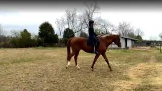 Listening to your horse when training