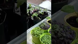 Паутинный КЛЕЩ на рассаде.