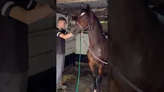 Sometimes I do wonder why we bother 😂 #horse #equestrian #horselover