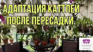 Адаптация каттлей после пересадки из кокоса