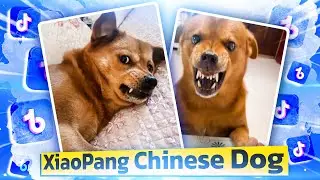 XiaoPang the Chinese Dog. Angry Meme Dog or Not?