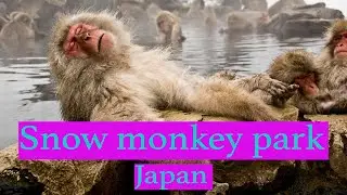Snow monkey park, Nagano, Japan (Joshinetsu Kogen National Park)