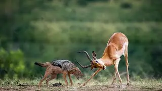 How Does Jackal Hunting Impala