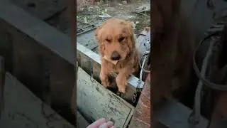 먹는법을 잘못배운 강아지 (dog mistake)
