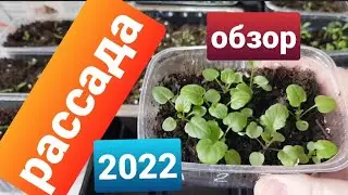 Обзор рассады цветов/Сезон 2022/ Что посеяла, что взошло/