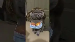Ахах вот это парочка 😃 #cat #cute #funny #pet #foryou #shorts