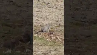 Манулята в Сайлюгемском нацпарке