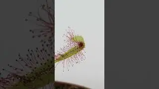 Cape sundew gets another fly #shorts #timelapse