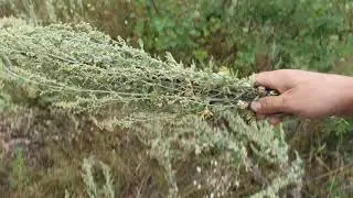 Собираю полынь для пчёл