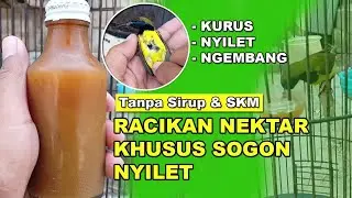 Sogon Nyilet Jadi Gemuk | Racikan Nektar Tanpa Sirup dan SKM Terbaru Atasi Sogon Nyilet dan Ngembang