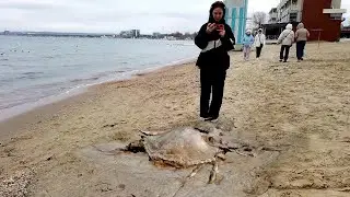 A huge arthropod on the seashore after a storm