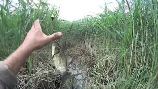 Ловлю КАРПА/КАРАСЯ в ЗАБРОД в КОРЯЖНИКЕ! густой КАМЫШ