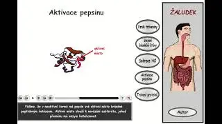 Trávení: část 11: Žaludek - aktivace pepsinu