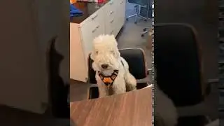 Porkchop, Employee of the Month
