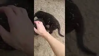 Дикие щенки часть 2