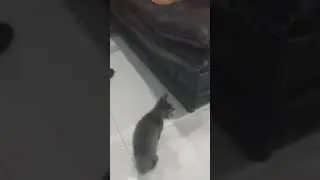 Michu molesta por visita en tiempos de Covid-19
