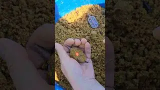 флэт фидер #рыбалка #fishing #флэтфидер #ловлякарпа #flatfeeder