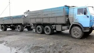 Казахстан, уборка урожая 2019. Отец буксует, КамАЗы в грязи!