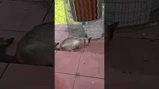 Отнял добычу у кошки.