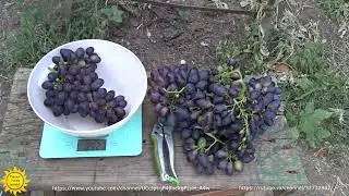 Виноград сорта Кодрянка.