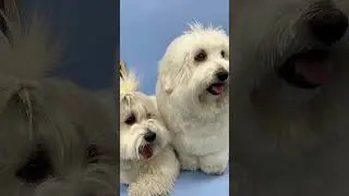 🐶 My Puppy's Birthday Celebration at Doggy Kindergarten! 🎉
