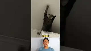Casi logra atrapar a su objetivo