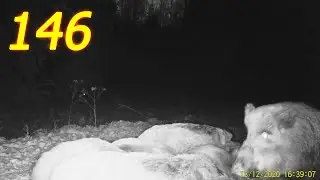 Wild boars on the feeder. Hunting and fishing. Issue №146