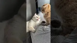 FEISTY KITTIES!